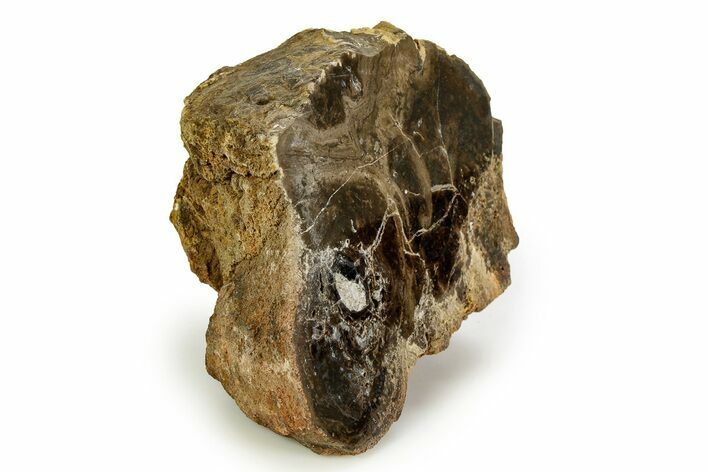 Polished Fossil Stromatolite Colony - Utah #351215